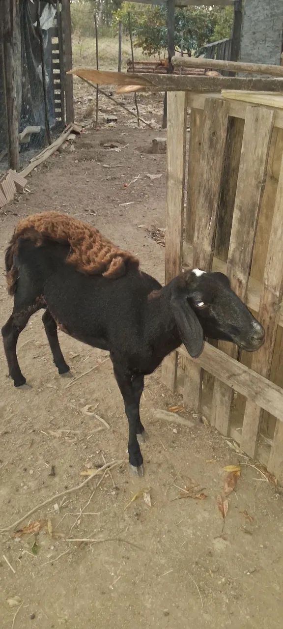 VENDO OVELHA!  - Foto 2
