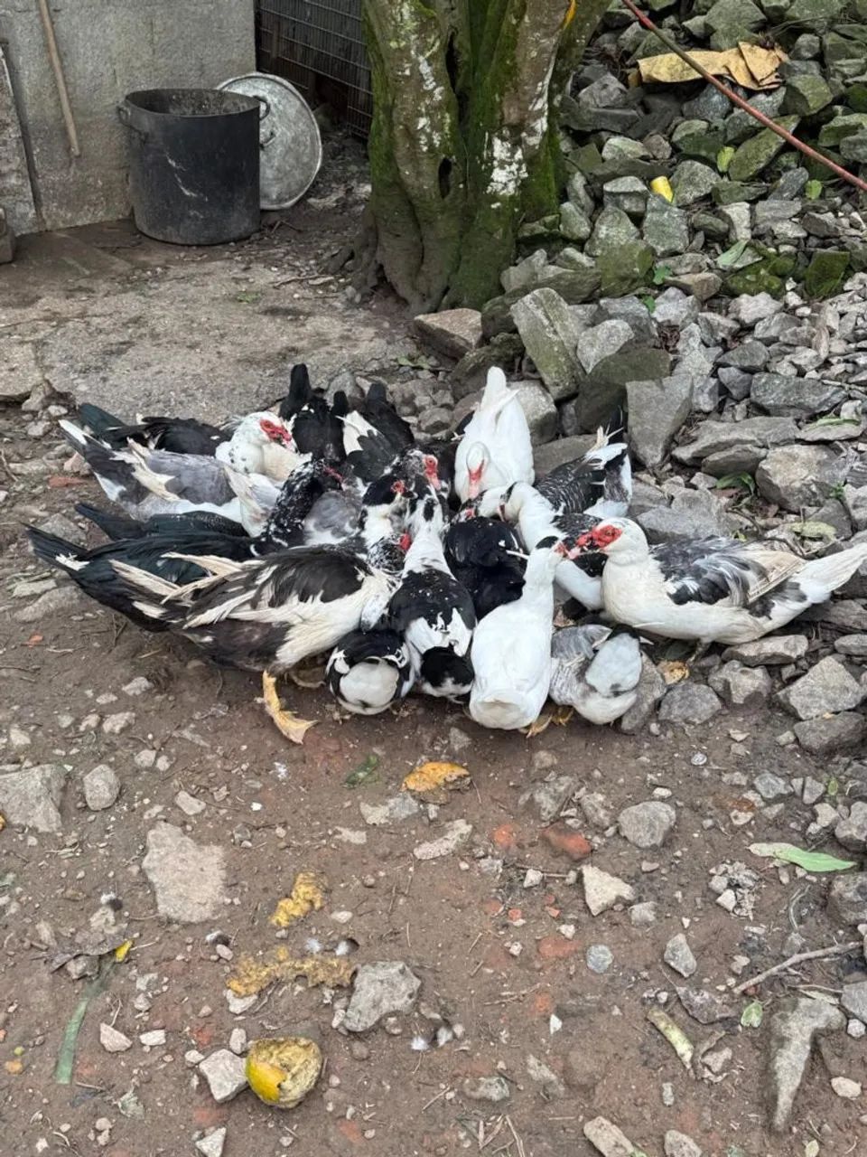 Pato