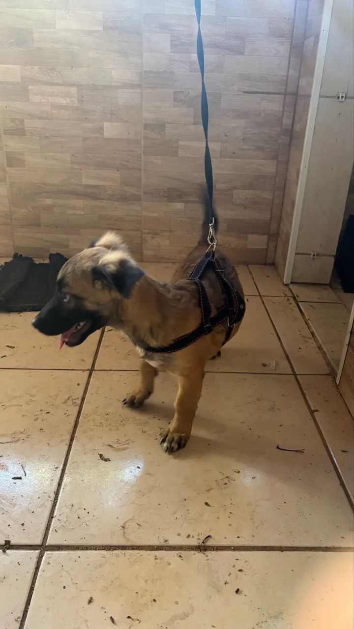 cachorro para adoção  - Foto 2