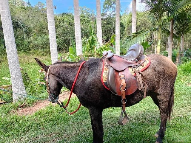 Burro muito bom de cela manço top - Foto 6