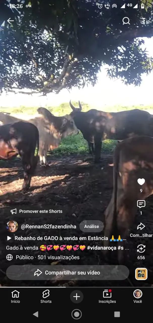 Gado à venda ? - Foto 2