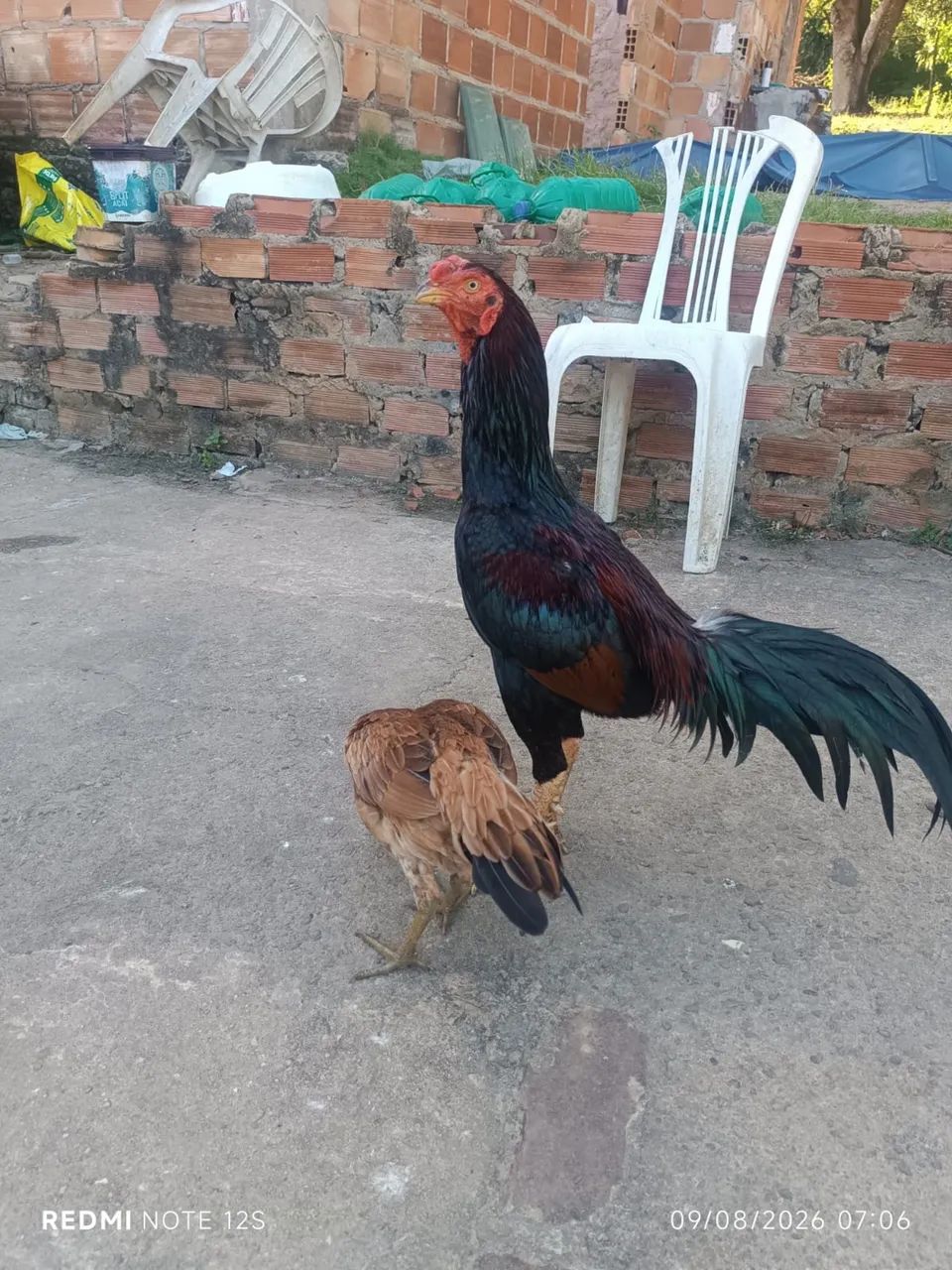 Vendo ou troco galo em galinhas - Foto 3