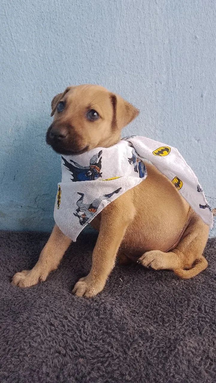 Pet  - Foto 2
