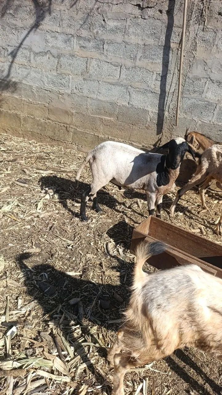 Cabra e cabrito  - Foto 4
