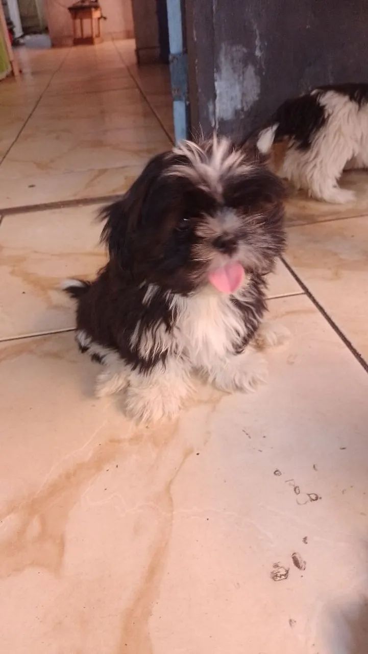 Vendo shih Tzu - Foto 2