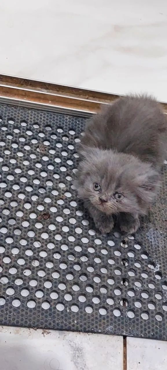 Gata persa - Foto 5