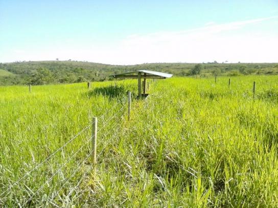 Excelente fazenda em Presidente Olegário/MG- oportunidade - Foto 6