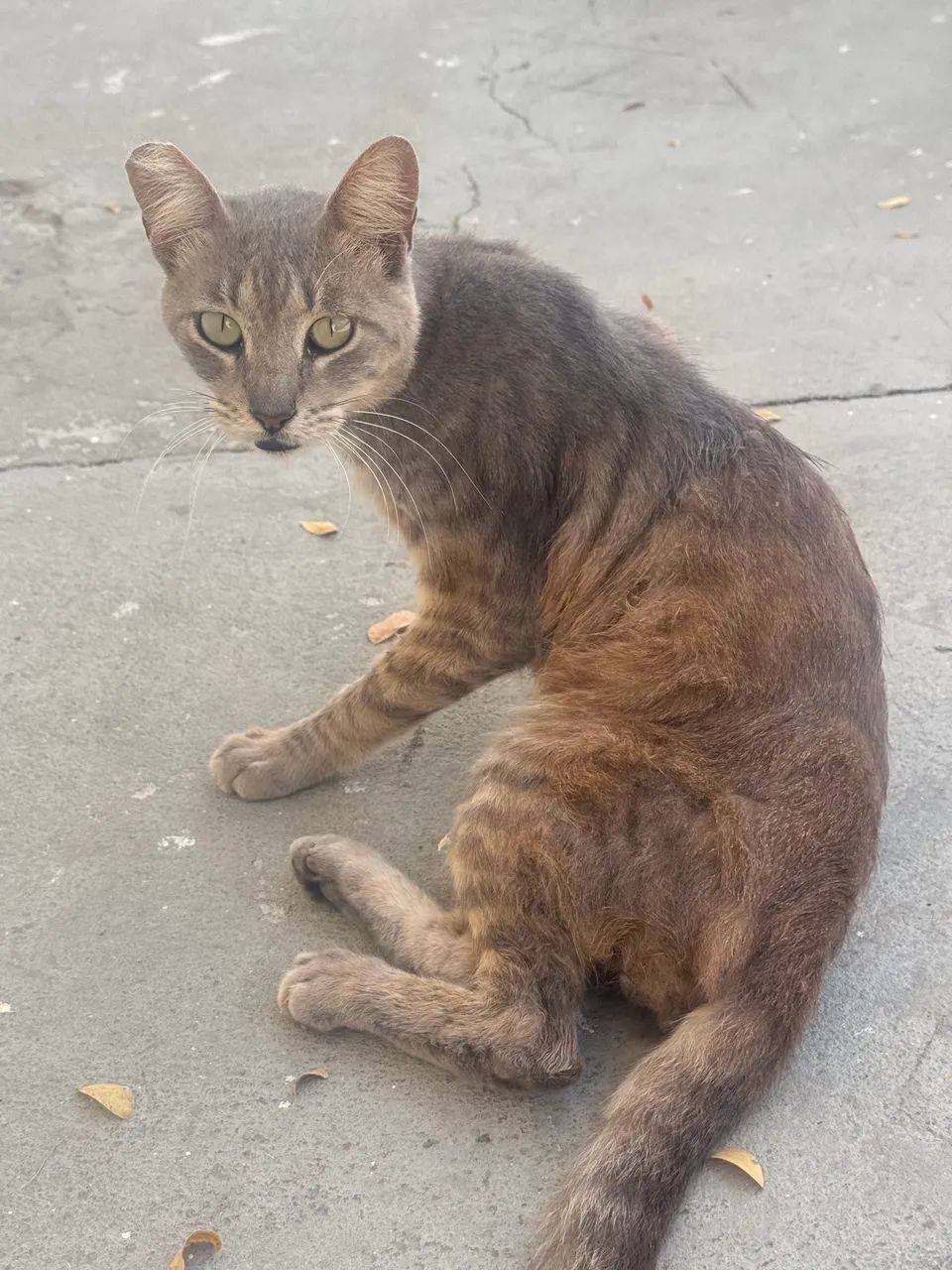Gatos e gatas castrados para doação 