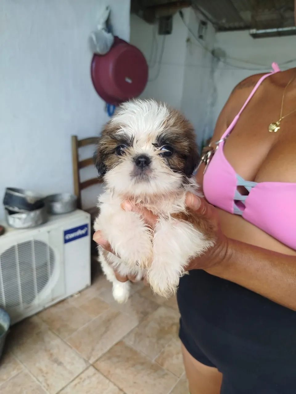 Shitzu puro  - Foto 3