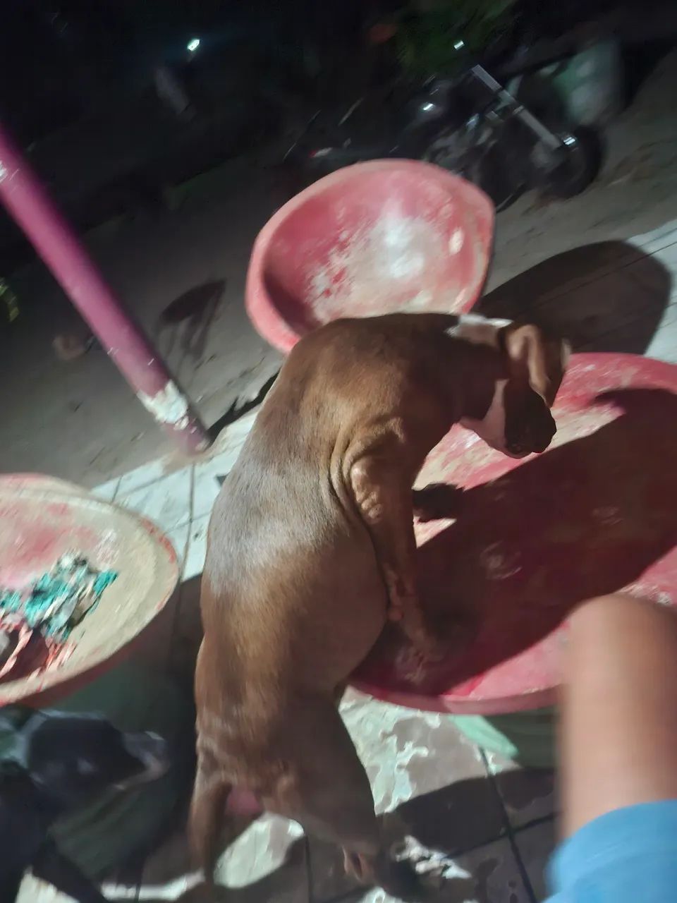 Cachorro pitbull - Foto 3