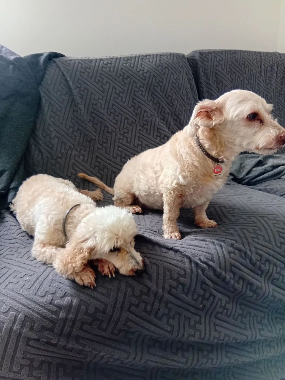 Doação de poodles