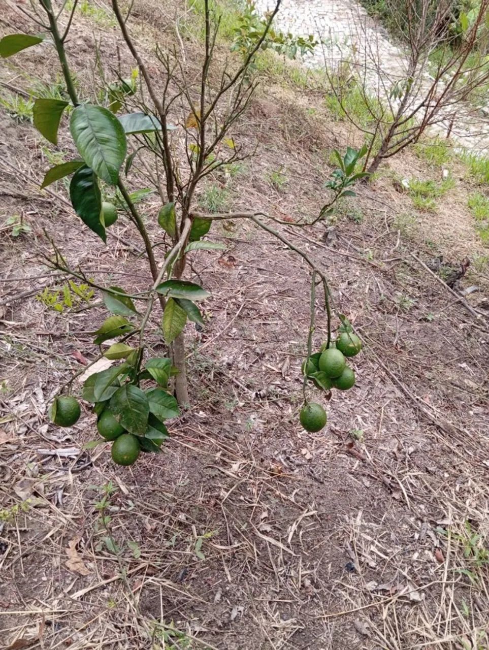 Sítio para Venda em Salesópolis - Foto 4