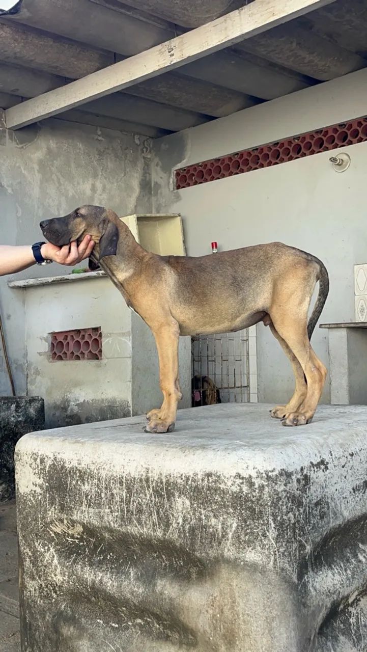 Fila Brasileiro - Foto 3