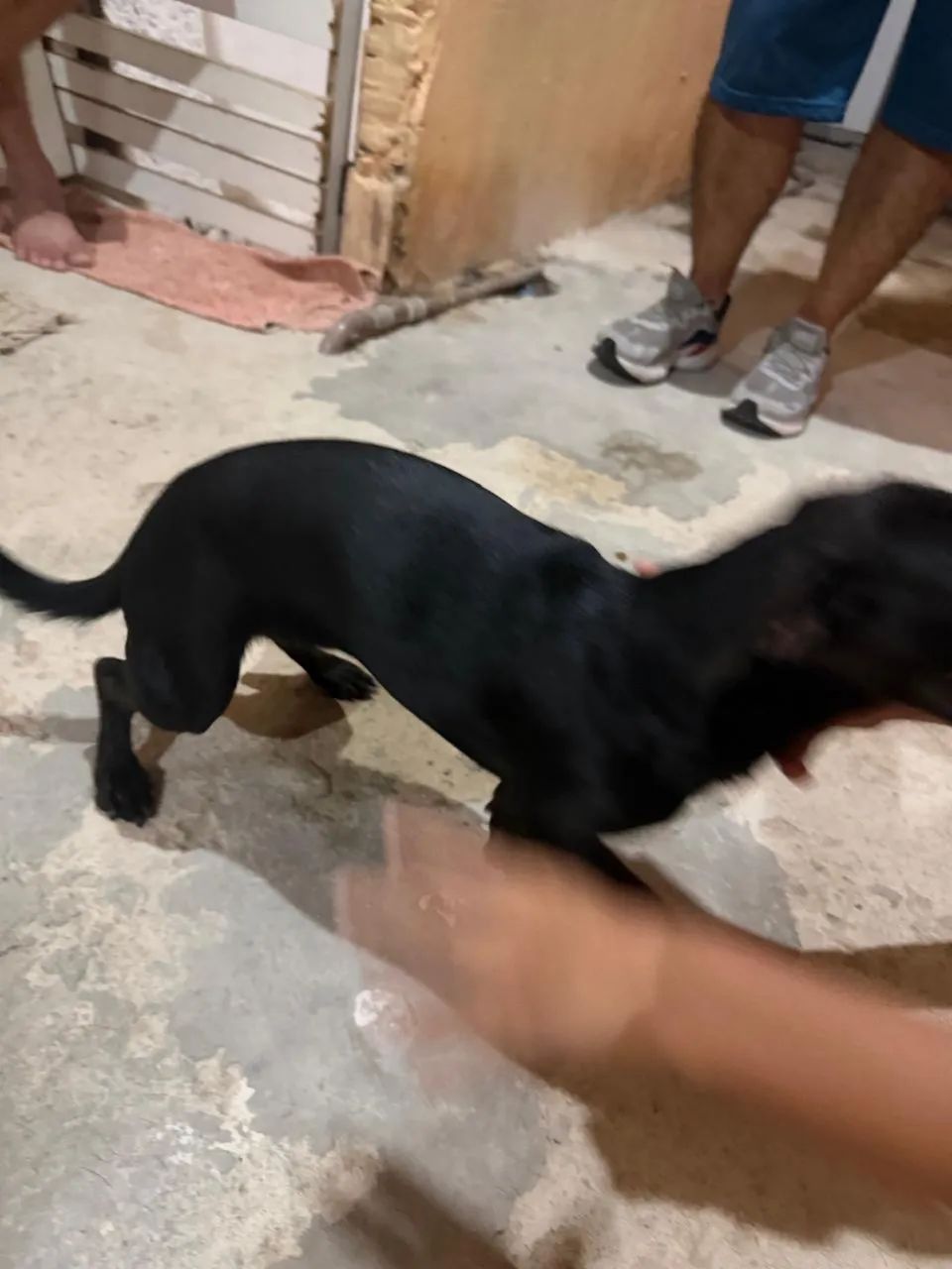 Cachorro pinche 