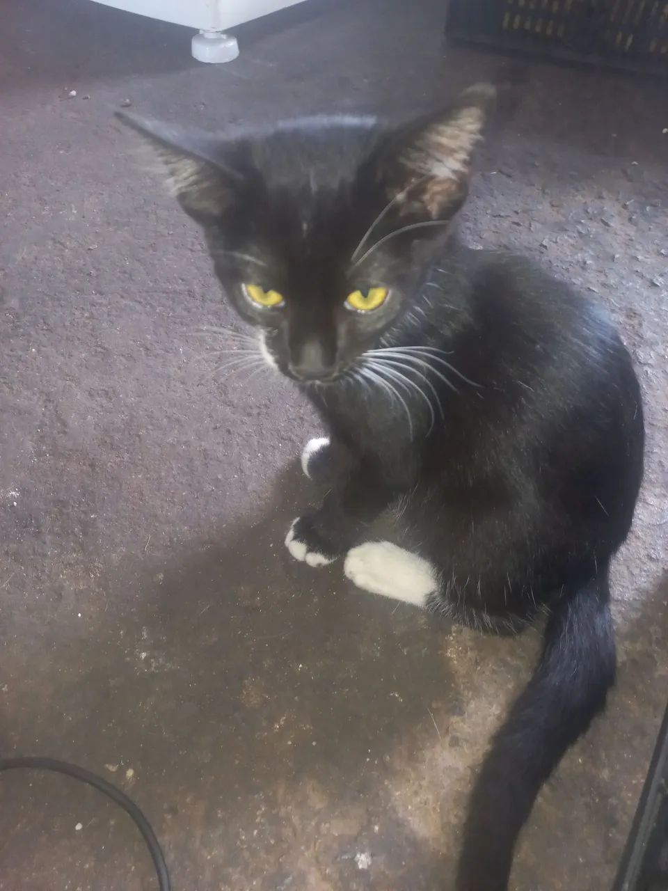 Doa- gatinhas - Foto 5