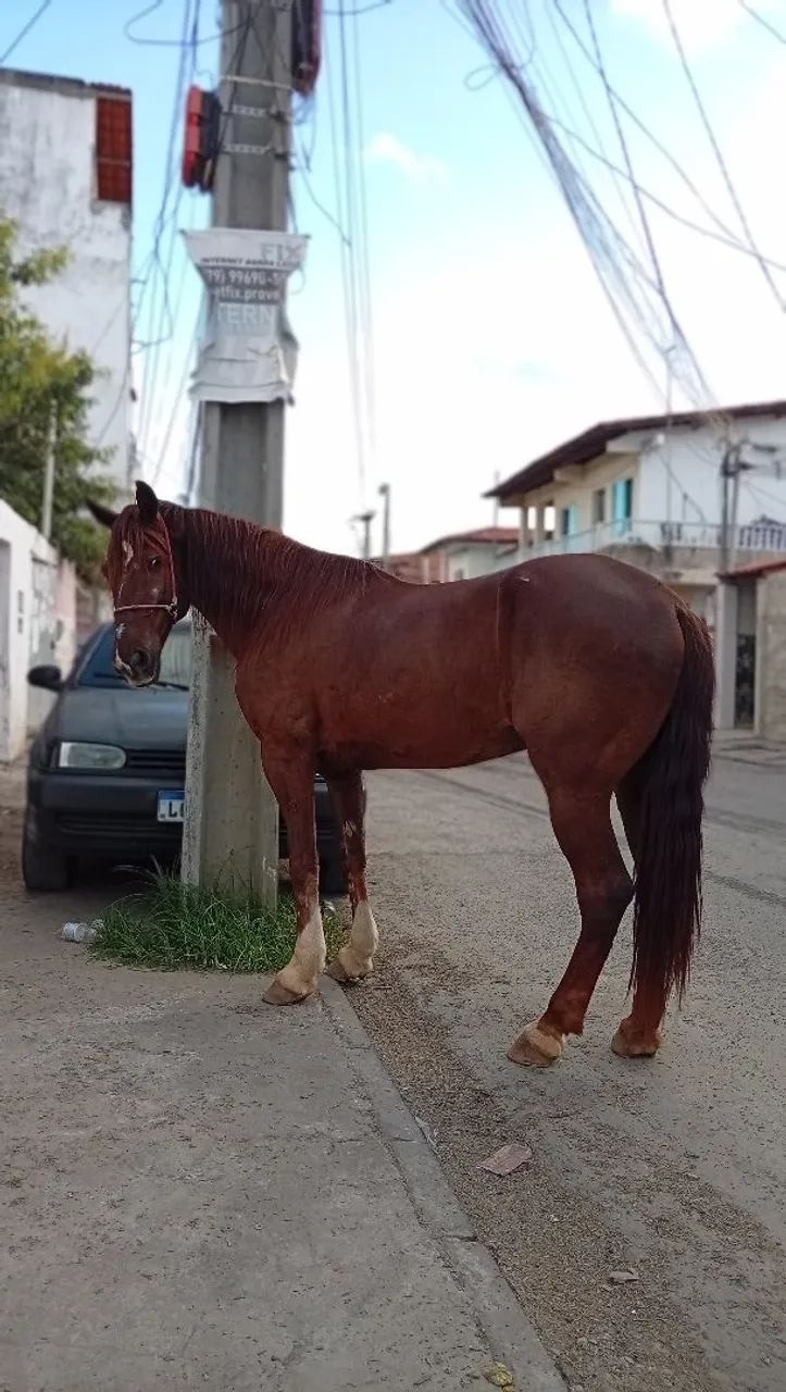Cavalo  - Foto 5