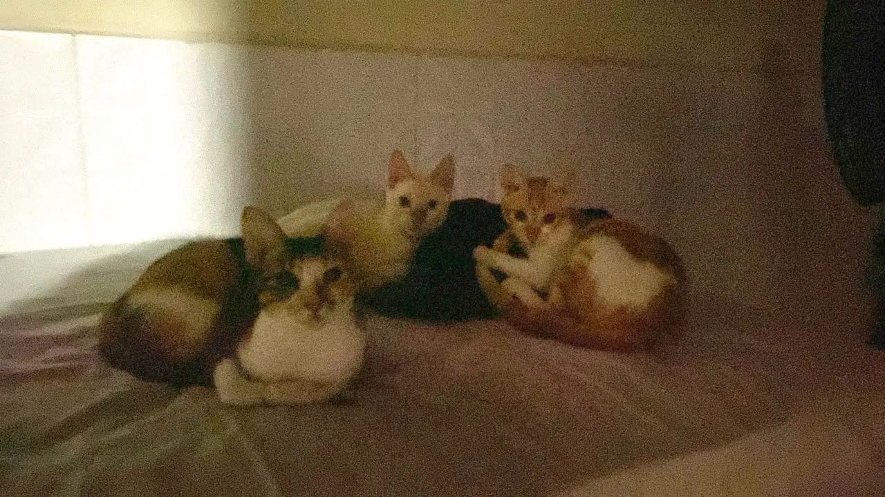 DOA-SE GATINHOS - Foto 2