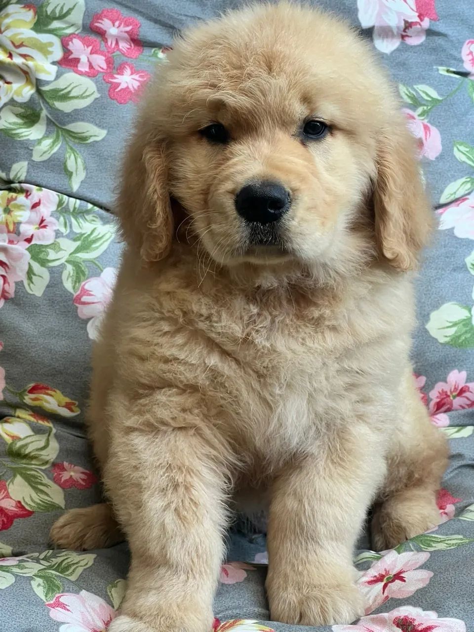 Golden Retriever fofo 