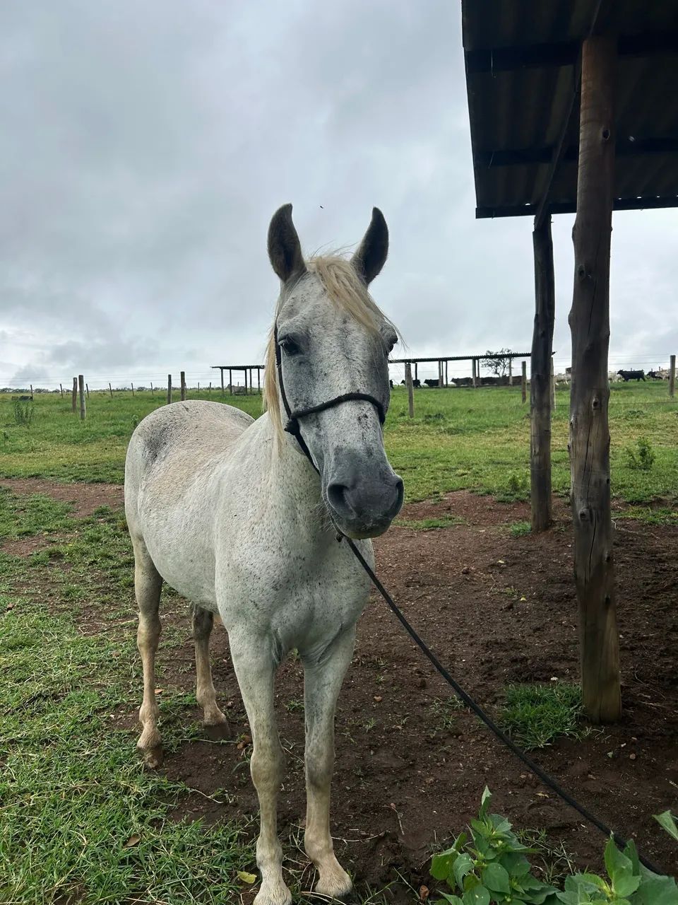 Cavalo Manga larga marchador, aceito proposta  - Foto 3