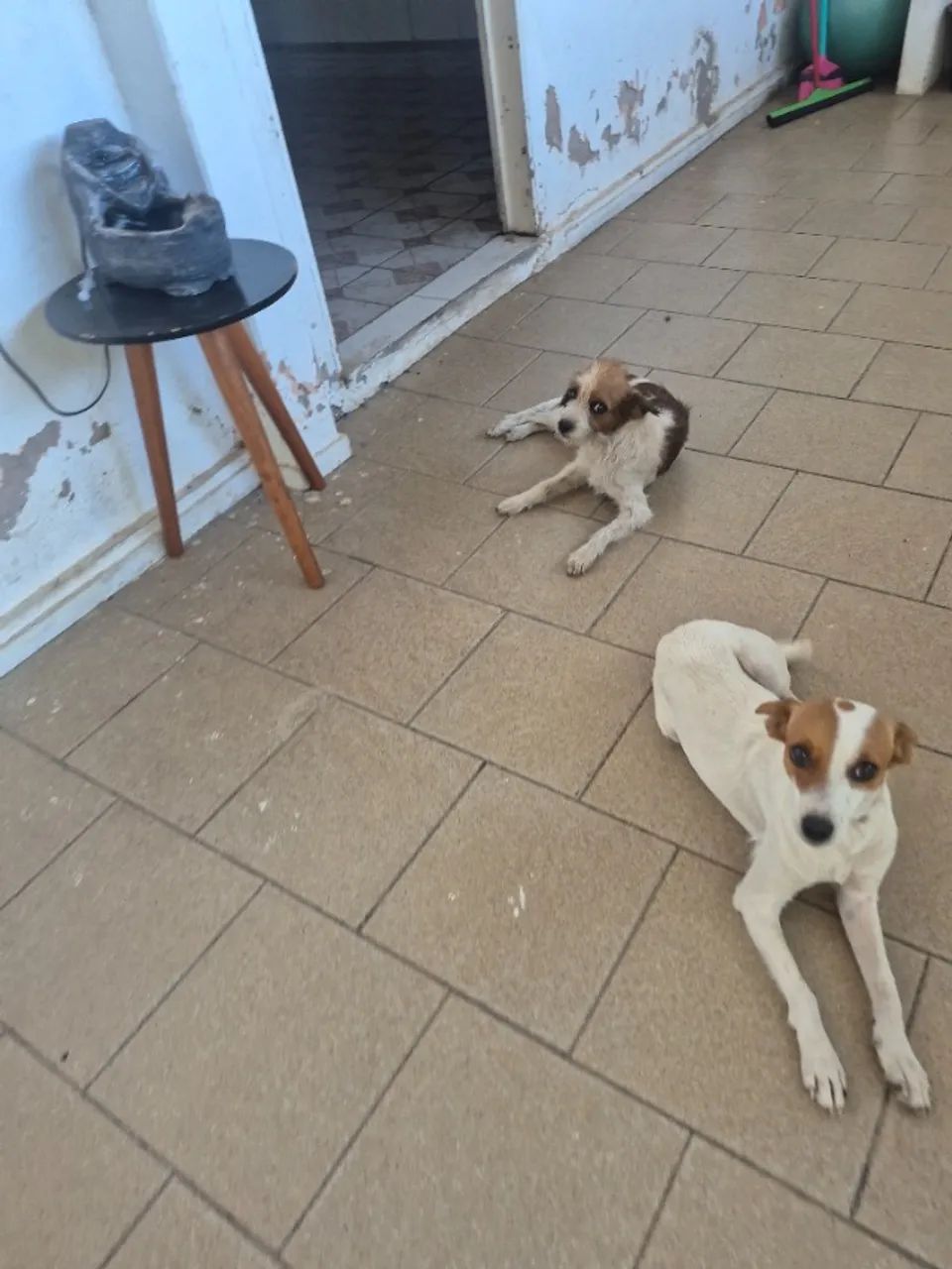 Doação animas 