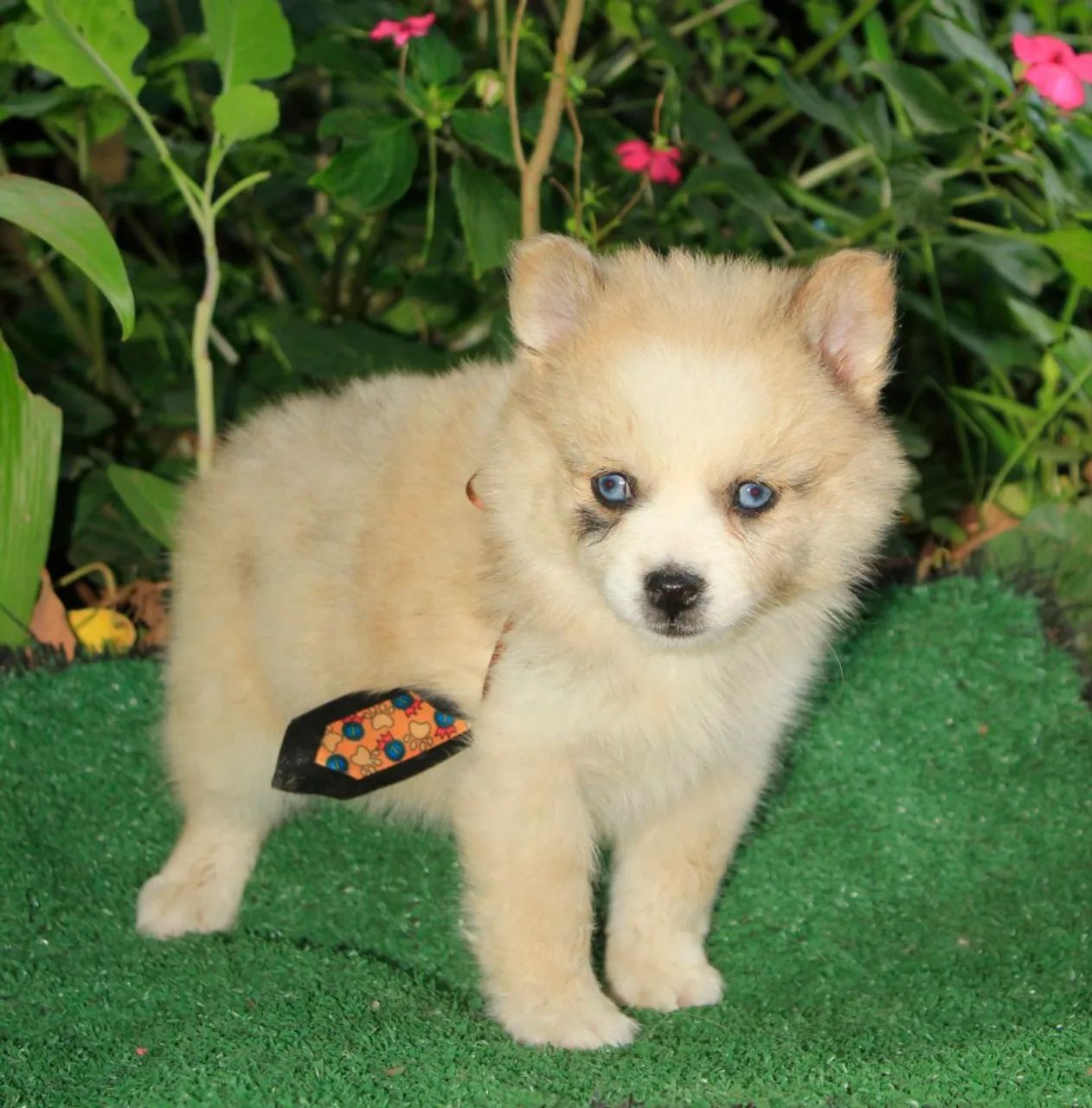 Filhote macho !!! pomsky f3 !!! Mini !!! - Foto 6