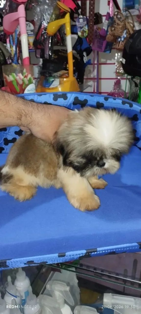Shitzu macho mini - Foto 2