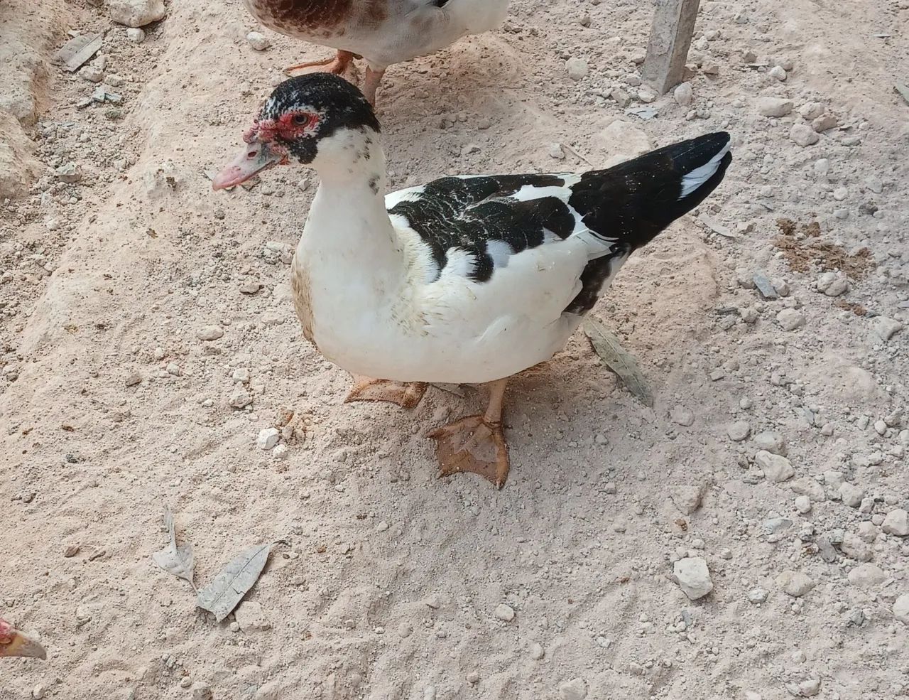 Pato - Foto 3
