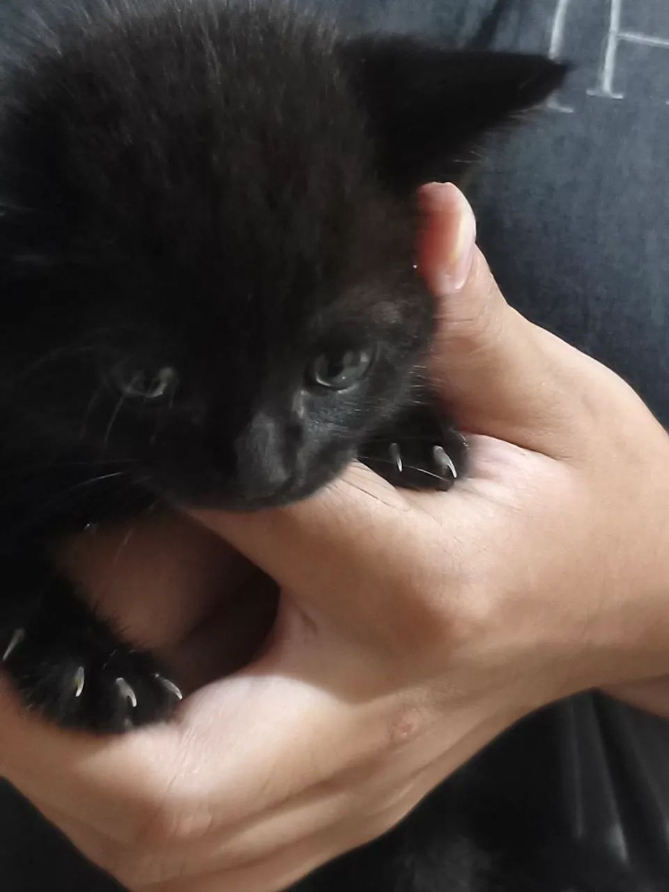 Linda gatinha fêmea para adoção 