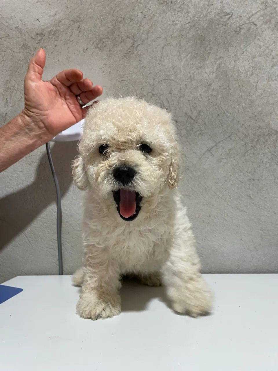 Poodle Macho  - Foto 4