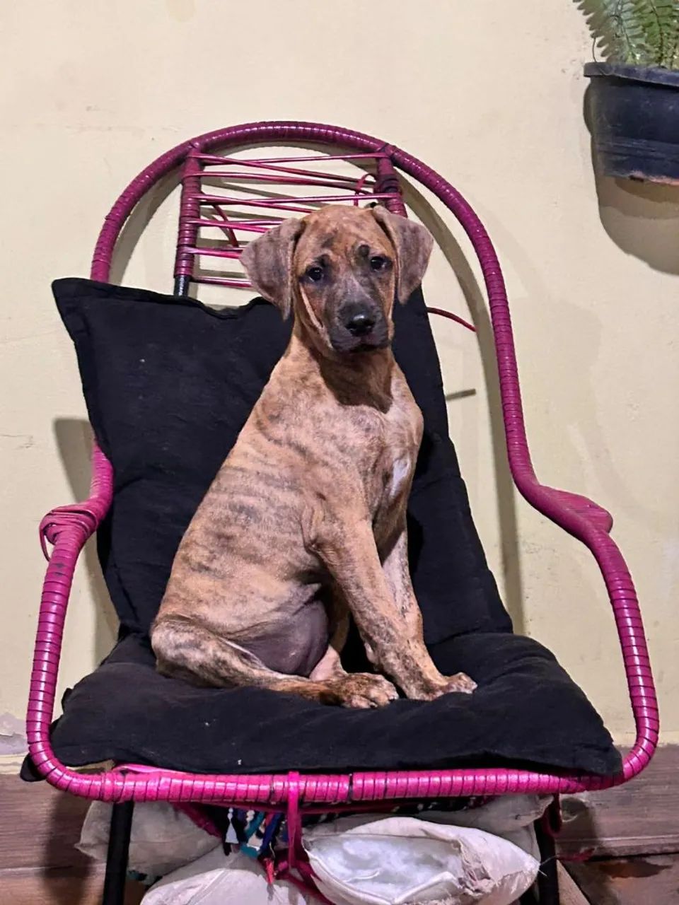 Fila brasileiro  - Foto 2
