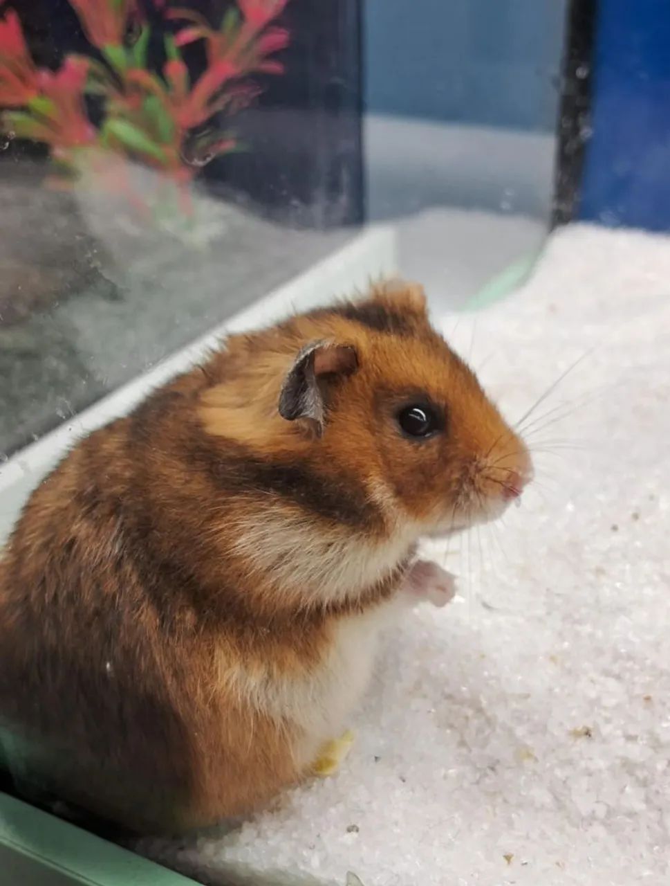 Hamster sirio  - Foto 3