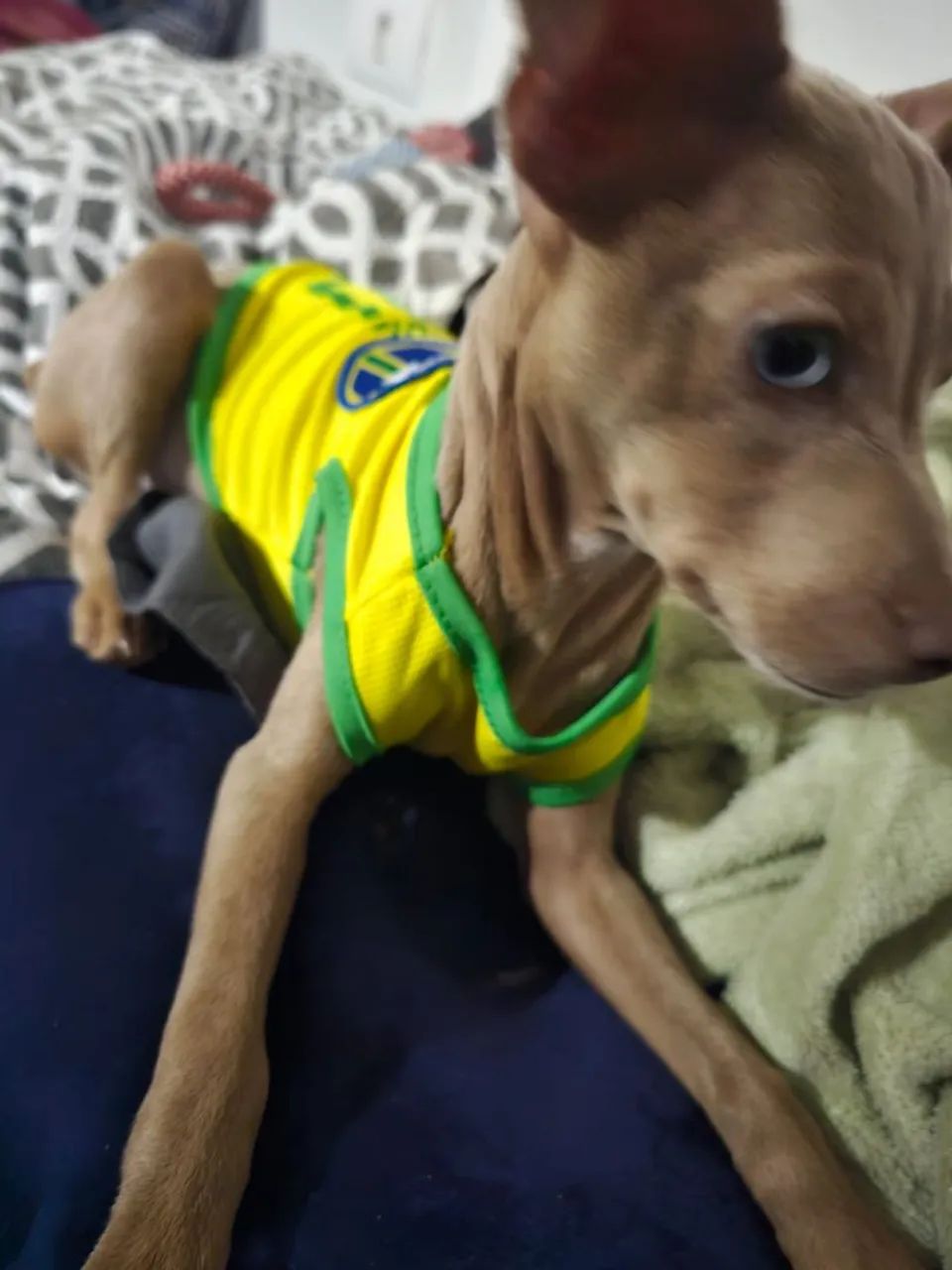Roupinha Seleção Brasileira para Cachorro pequeno porte ? Camisa Pet Futebol ? - Foto 2