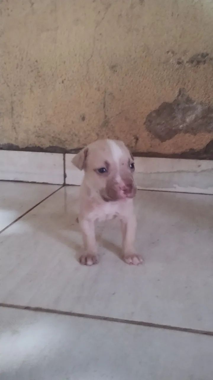 Pitbull filhote - Foto 3