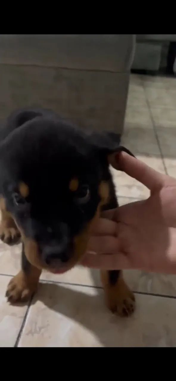 Rottweiler - Foto 2