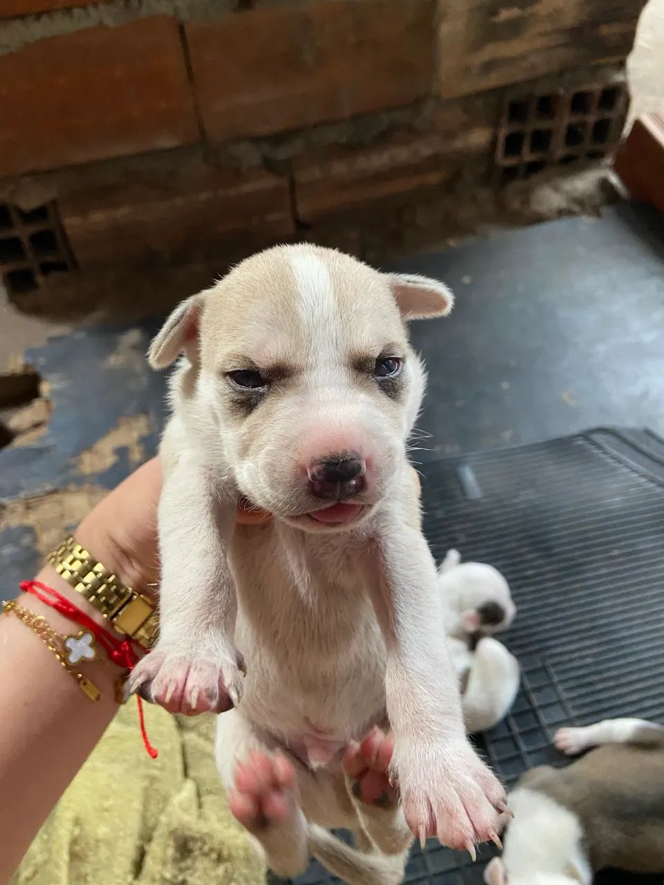 Doa-se cachorros pitbull  - Foto 5
