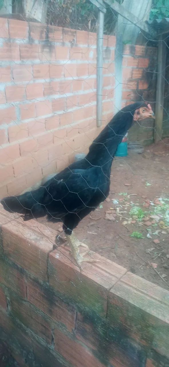 Galinha preta - Foto 4