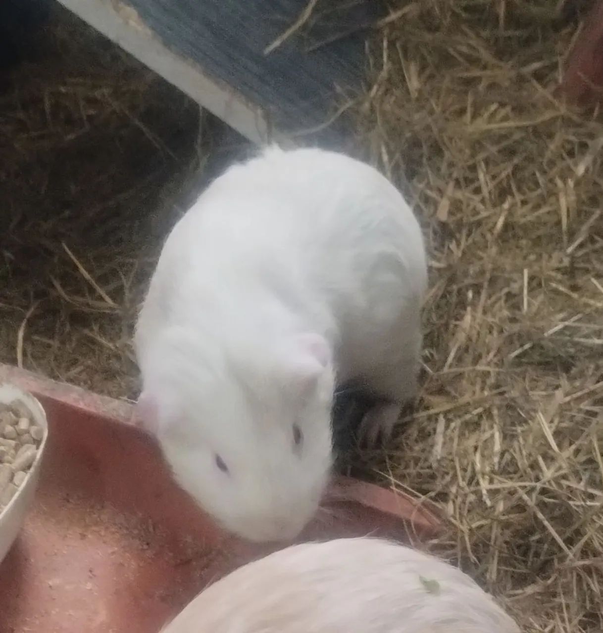 Porquinhos da Índia  - Foto 4