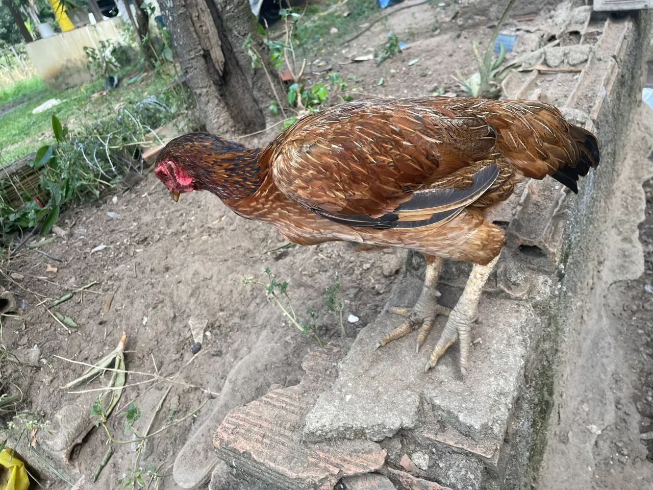 Galos e galinhas - Foto 2