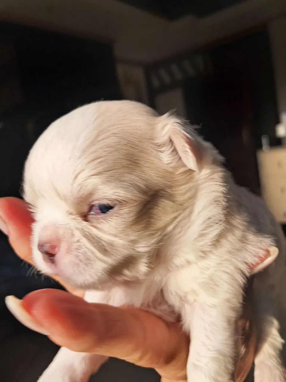 Chihuahua  - Foto 5