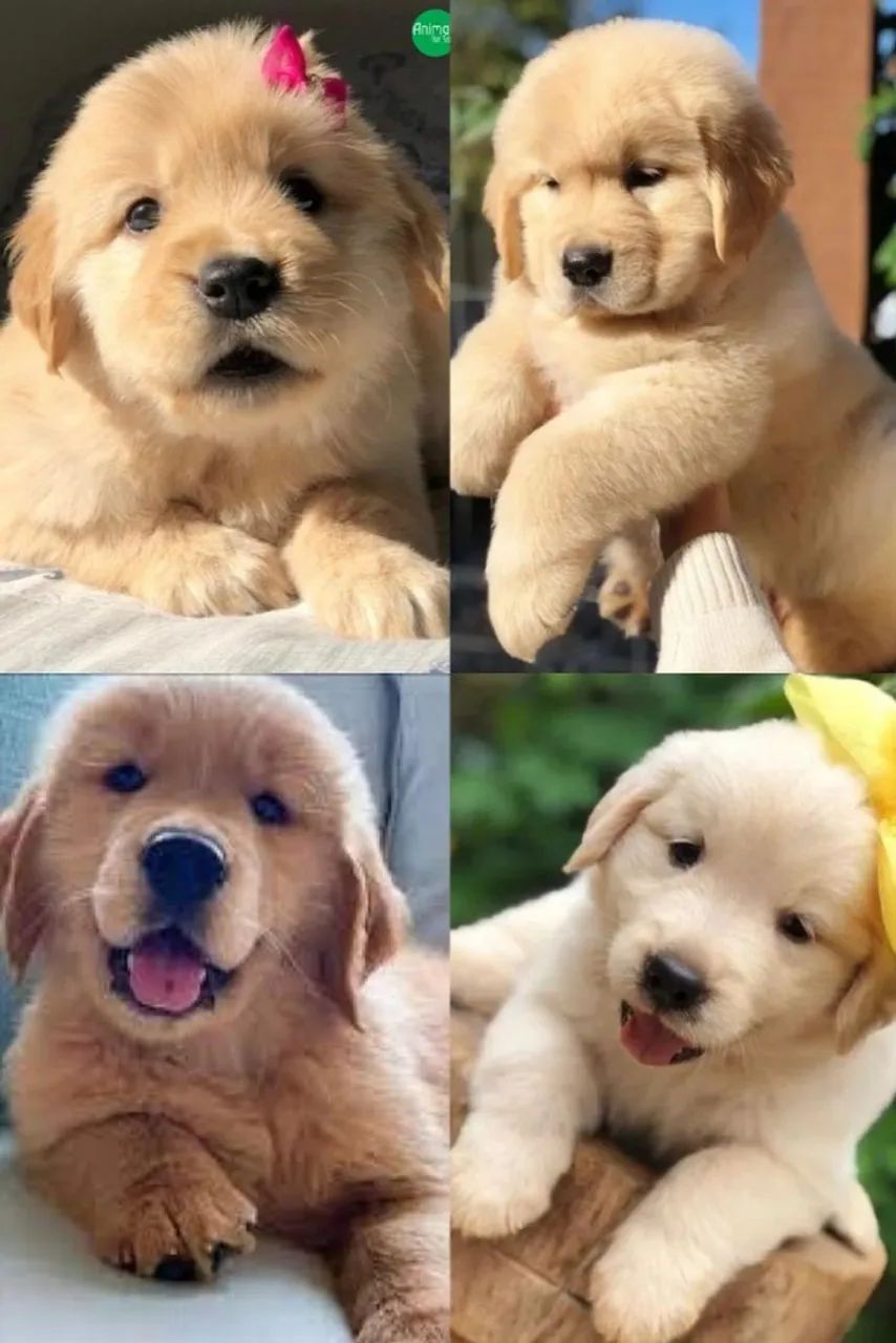 Golden para doação
