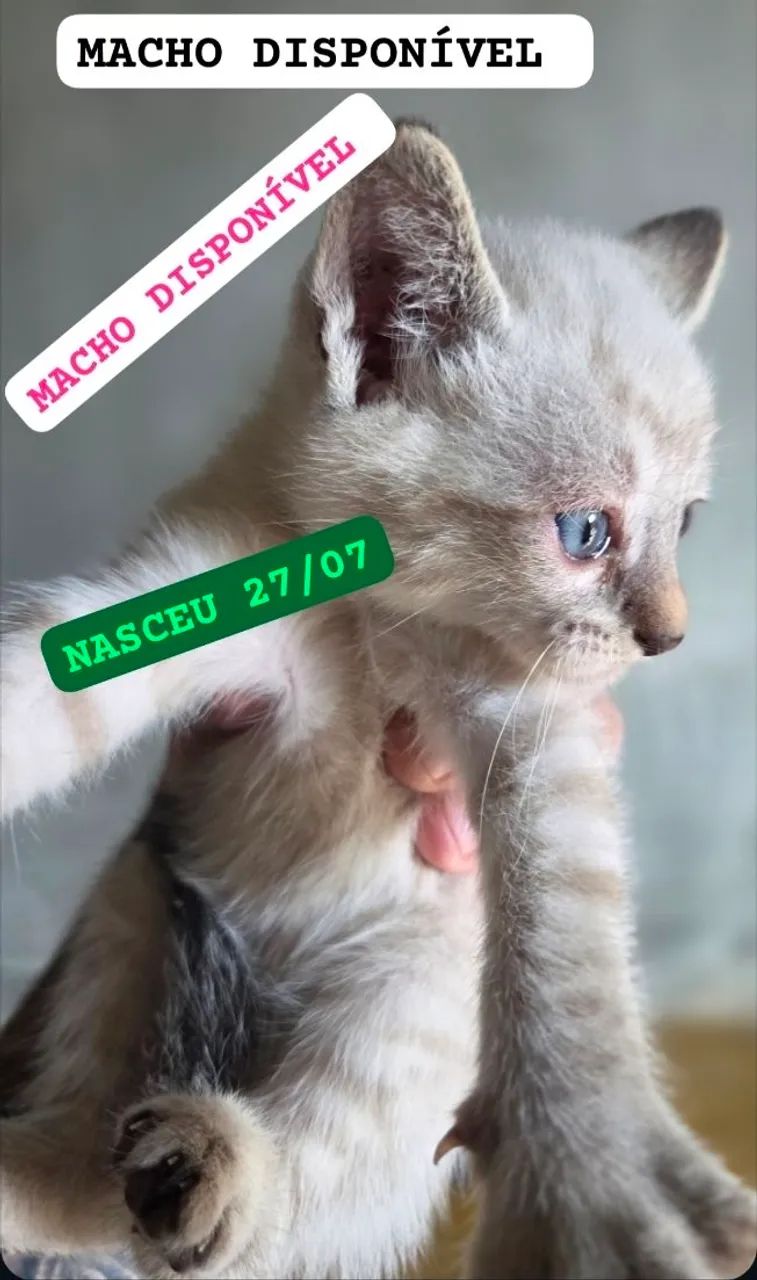 Gato ?  - Foto 3