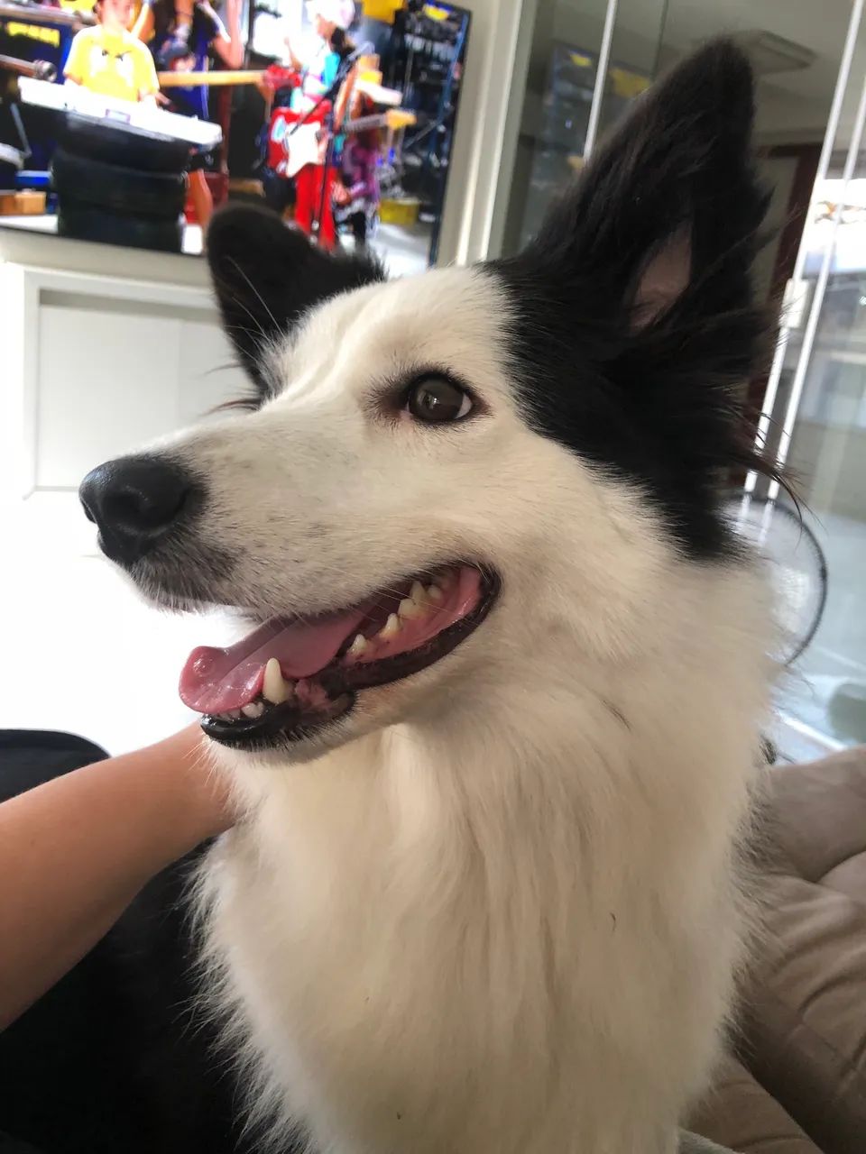 Border collie - Foto 4