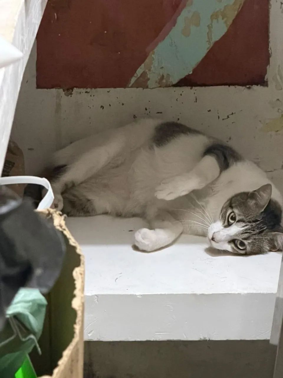 Gato macho para adoção  - Foto 5