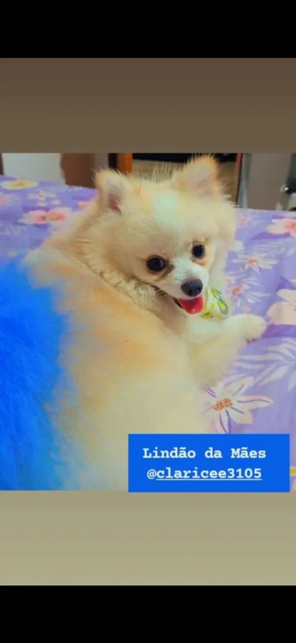 Filhotes de spitz alemão  - Foto 2