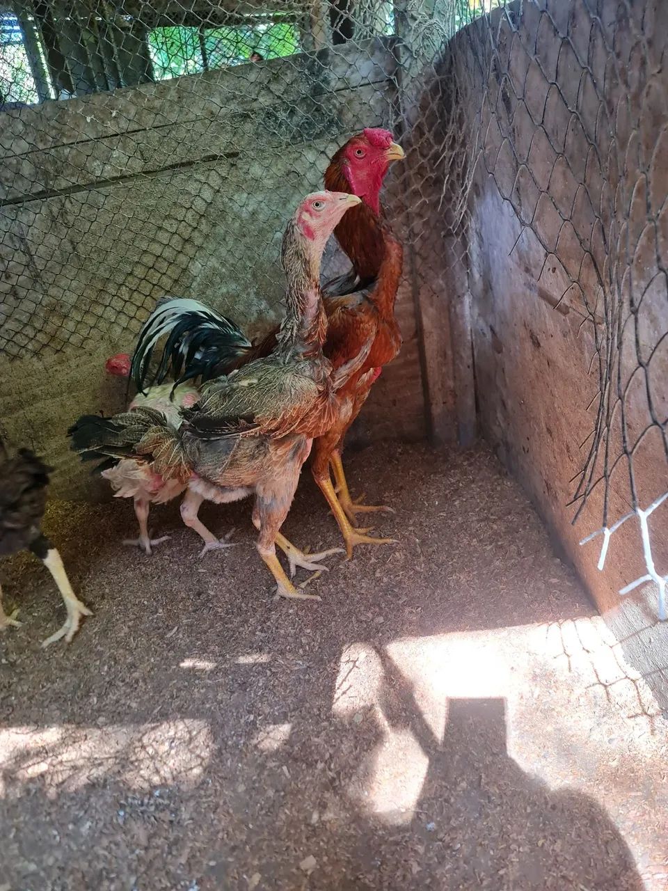 Galo é galinha índio gigante  - Foto 6