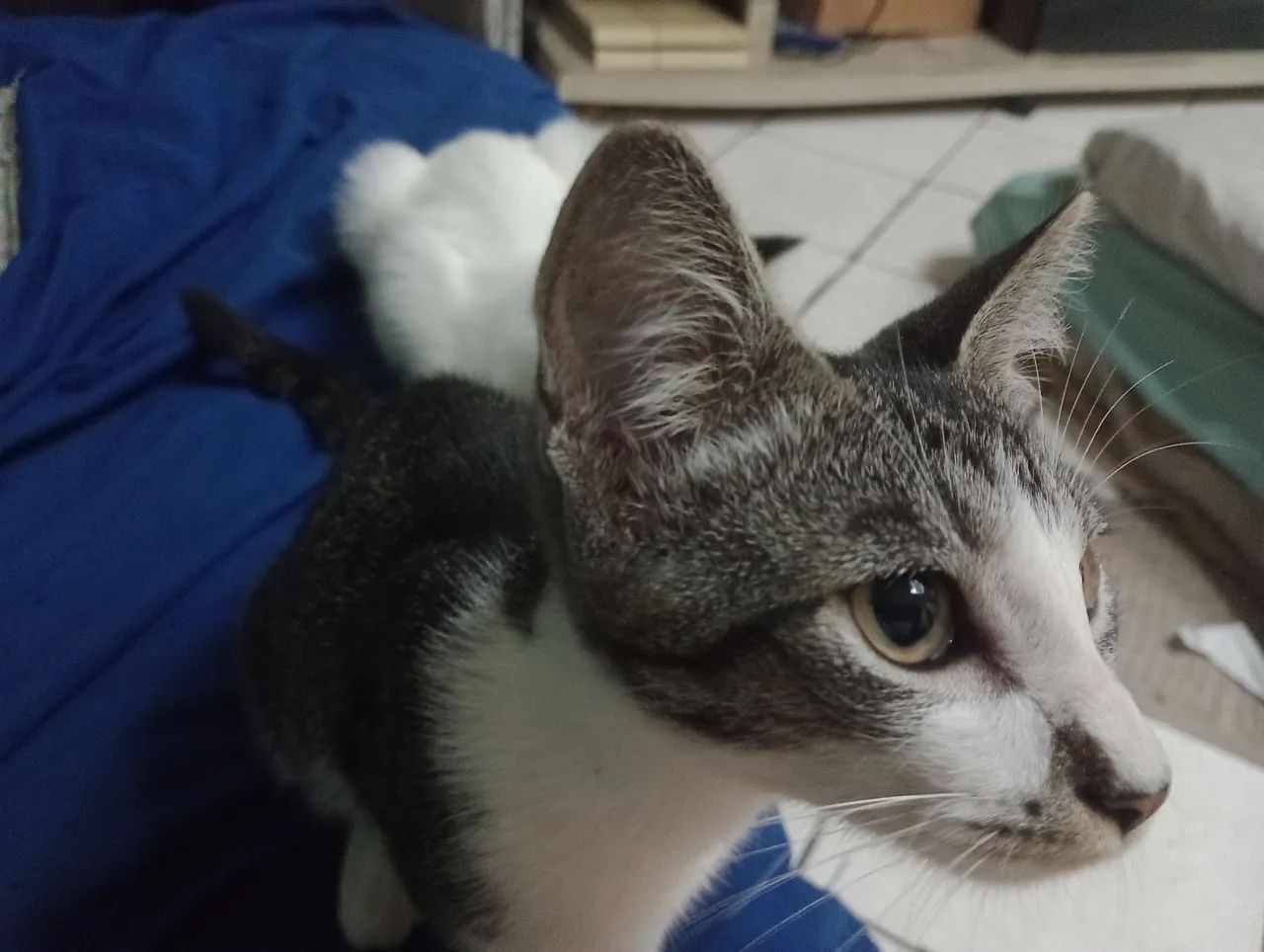 Gatinho Leelo - Foto 3