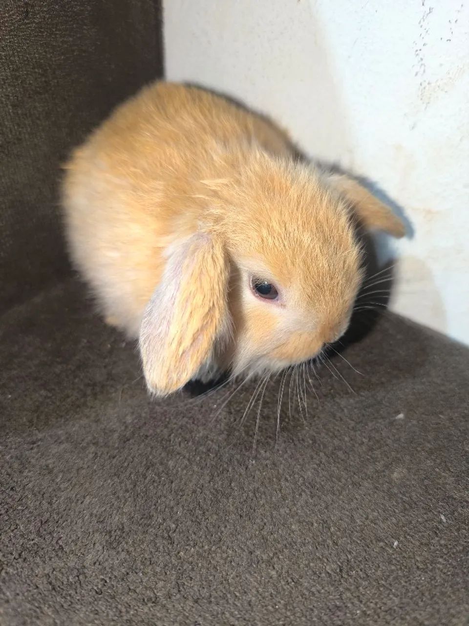 Coelho Mini Lop  - Foto 5