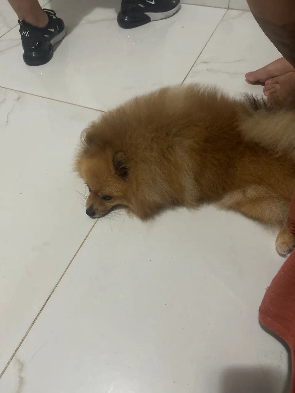 Cachorro spitz - Foto 3