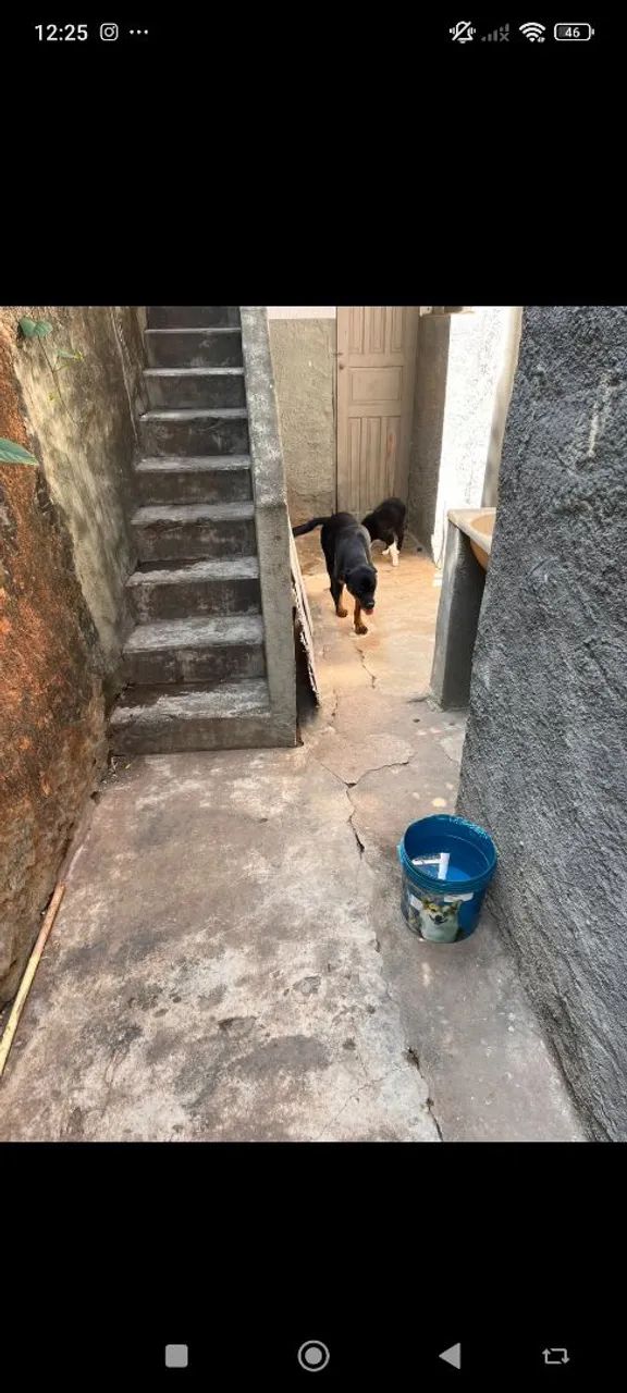 Rottweiler