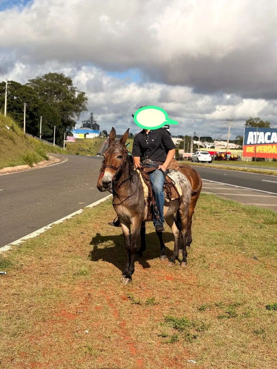 Burro apaloosa 
